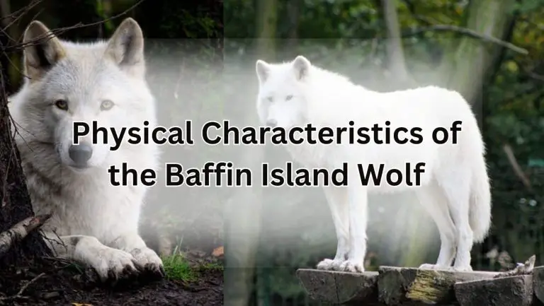 Unravel the Mysteries of the Baffin Island Wolf!
