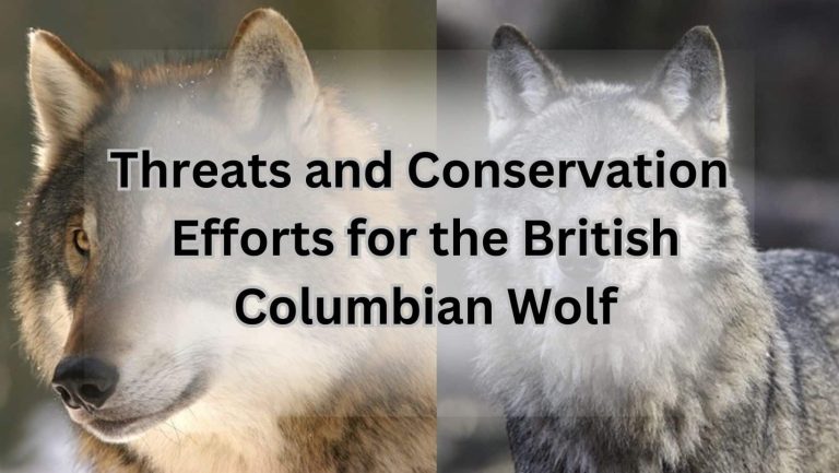 British Columbian Wolf: Unraveling the Mysteries of this Majestic Creature
