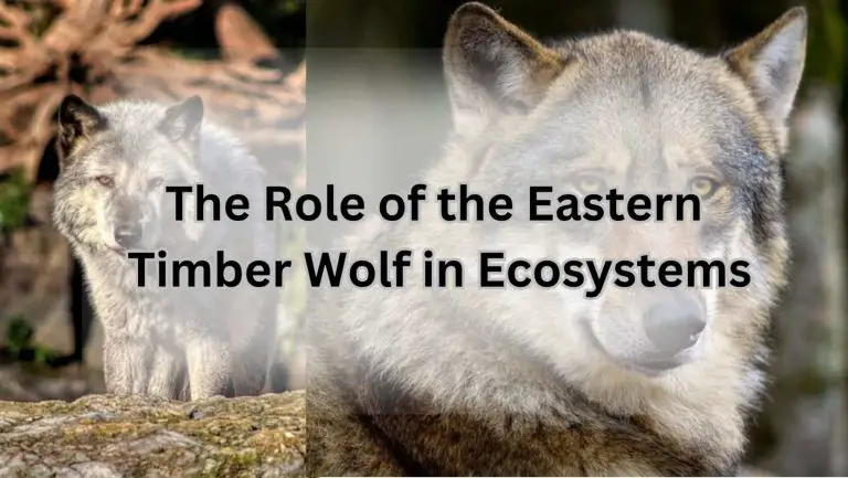 Eastern Timber Wolf: Unleash the Wild Side of Canids!