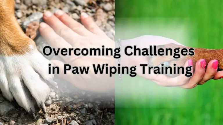 Teach Your Dog to Wipe Paws Like a Pro!