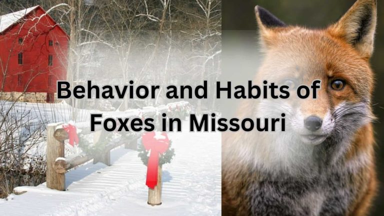 Are There Foxes in Missouri? Discover the Wild Truth!