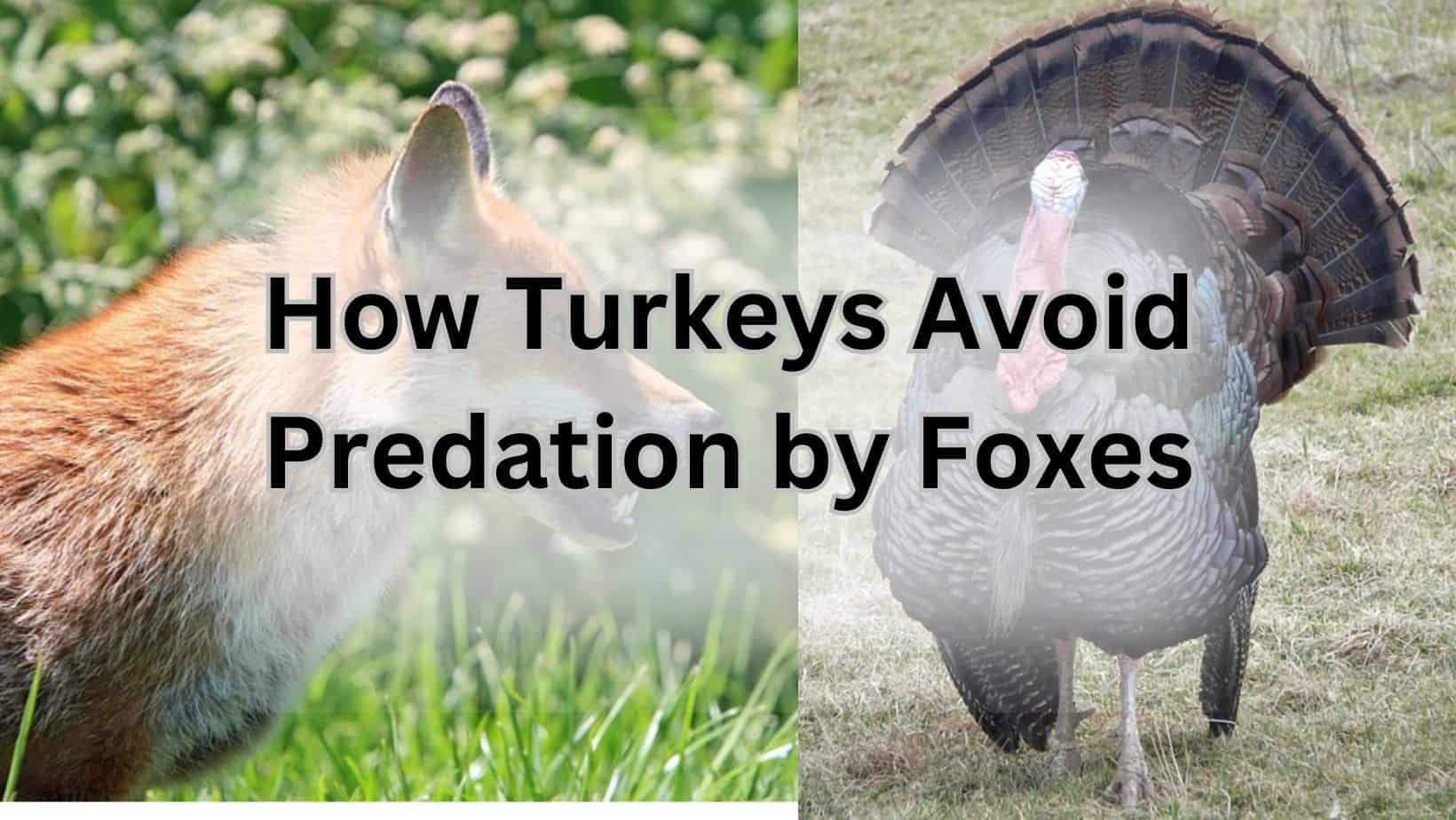 How Turkeys Avoid Predation by Foxes