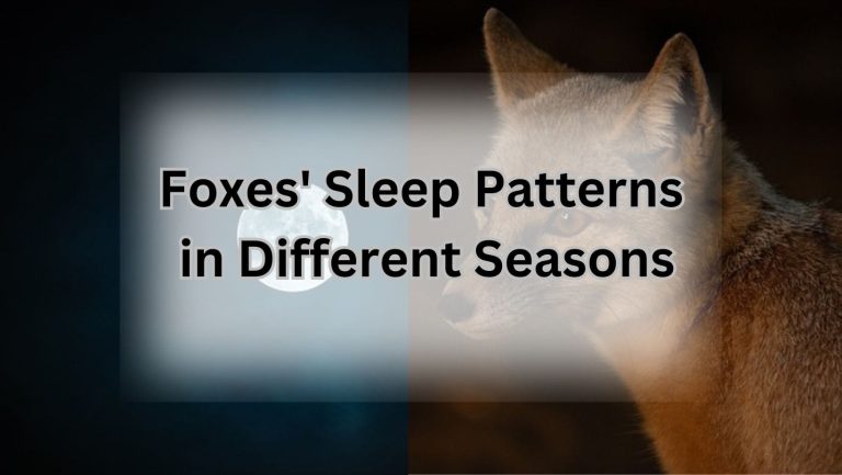 Do Foxes Sleep at Night? Discover the Truth Here!