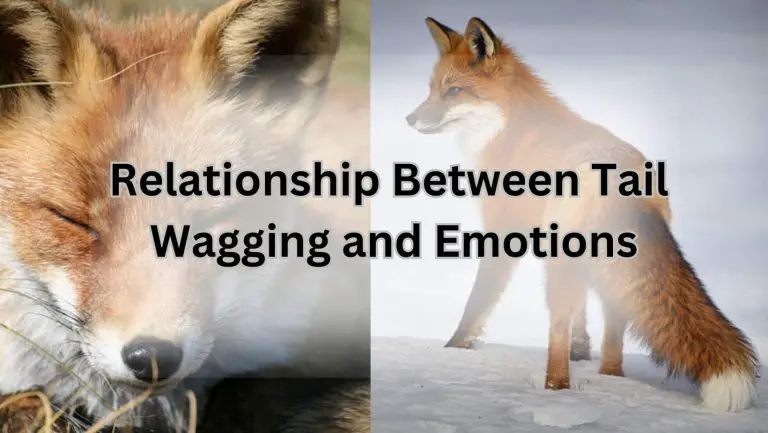 Do Foxes Really Wag Their Tails When They’re Happy?