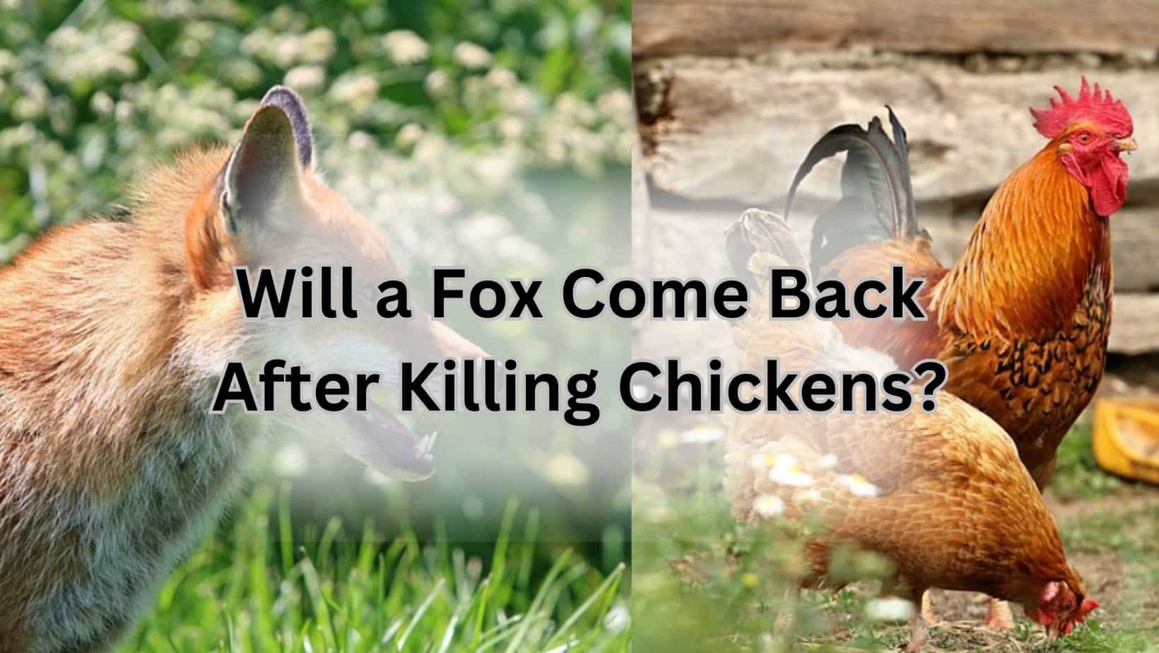 Will a Fox Come Back After Killing Chickens?