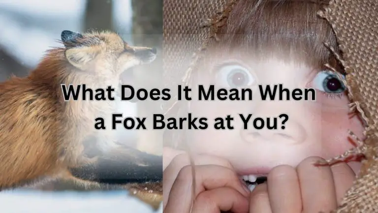 What’s up with a fox barking at you?