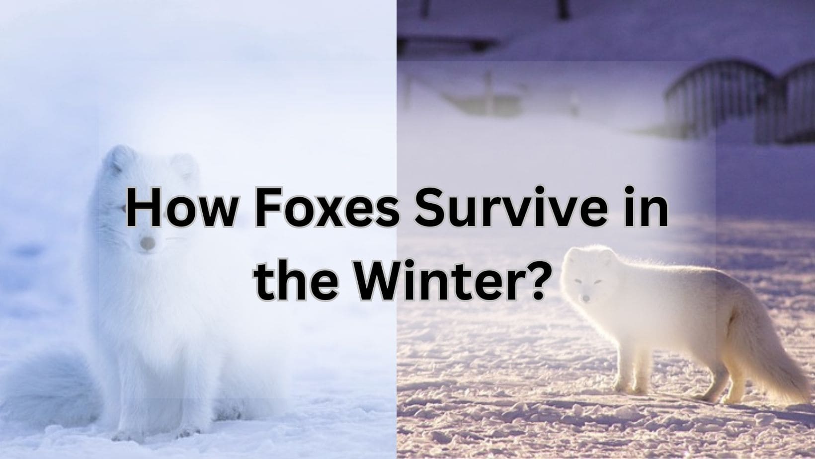 How Foxes Survive in the Winter?