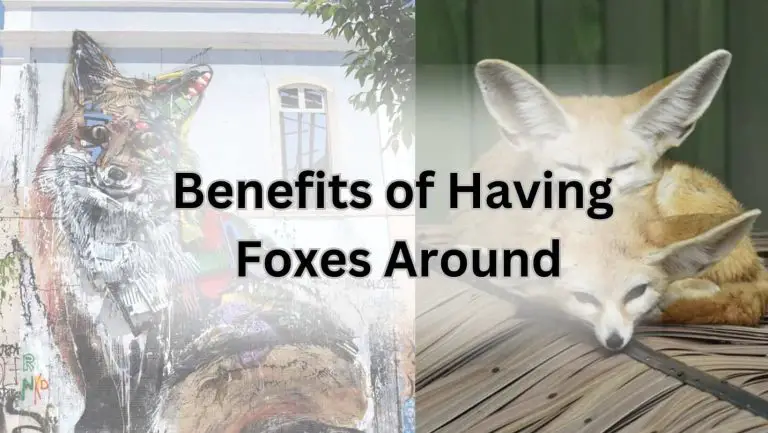 Attract Foxes Like a Pro: Tips from a Canid Lover