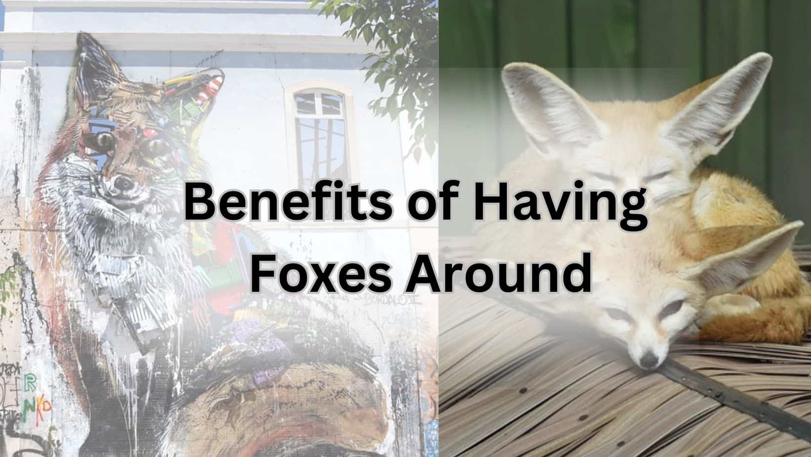 Benefits of Having Foxes Around