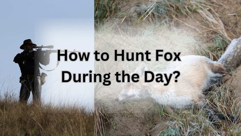 How to Hunt Fox During the Day: Expert Tips Revealed