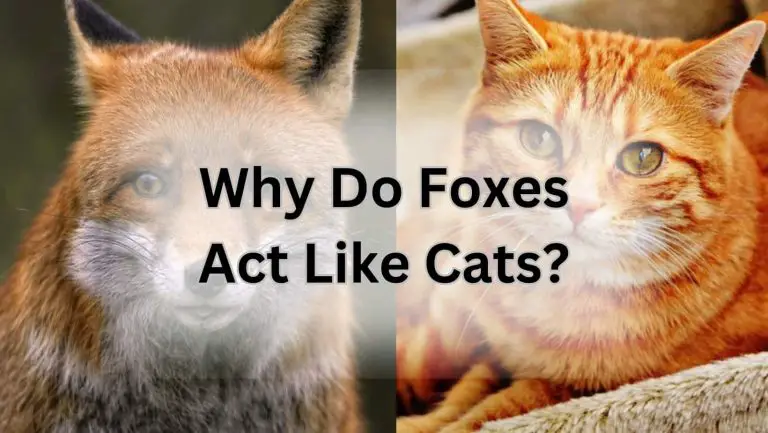 Why do foxes act like cats? Unraveling the mystery!