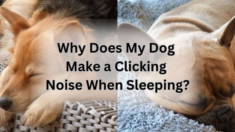 Why Does My Dog Click When Sleeping? Uncover the Mystery!