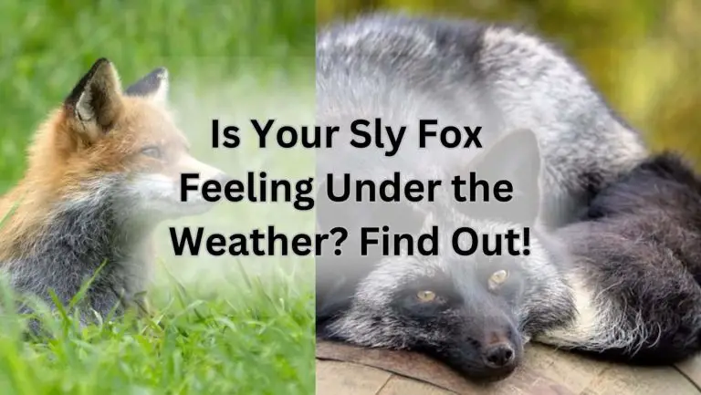 Is Your Sly Fox Feeling Under the Weather? Find Out!