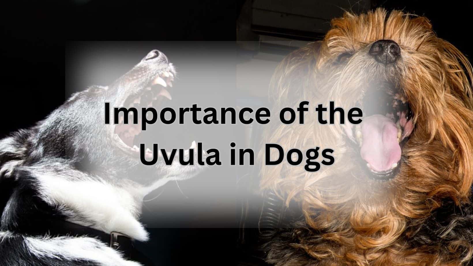 Importance of the Uvula in Dogs