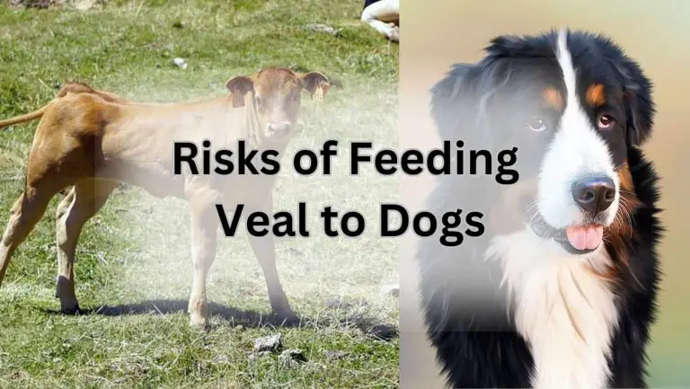 Is Veal Good for Dogs? Unveiling the Canine Culinary Mystery!