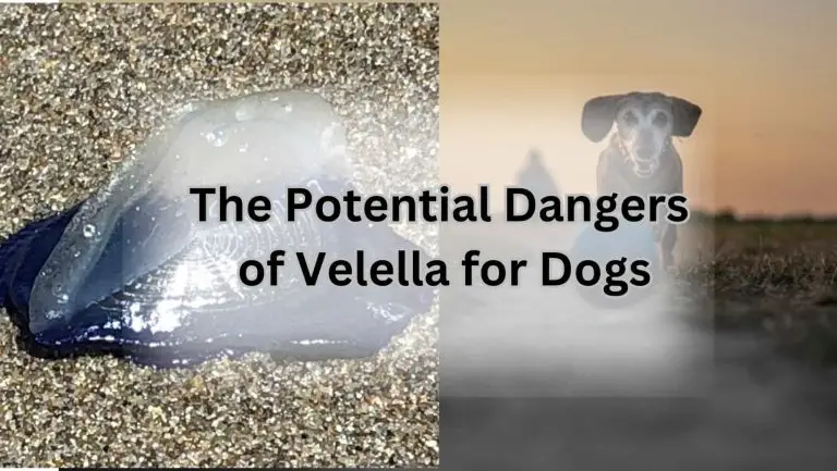 Are Velella toxic to dogs? Keep your furry friends safe!