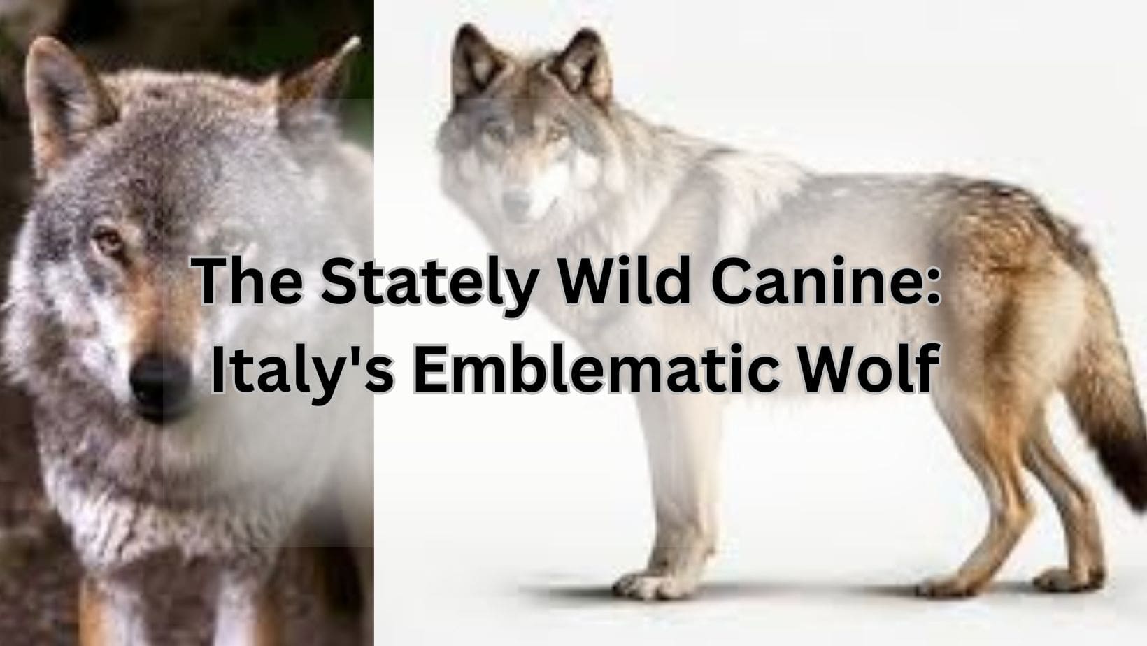 The Stately Wild Canine: Italy's Emblematic Wolf