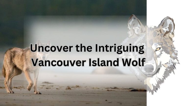 Wild Vancouver Island Wolf: Unleash the Canid Magic!