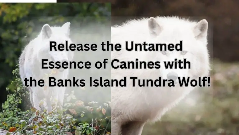 Banks Island Tundra Wolf: Unleash the Wild Side of Canids!