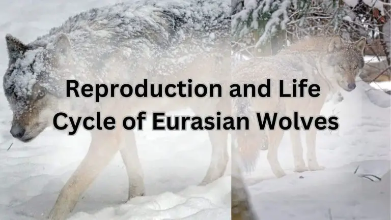 Eurasian Wolf: Unleashing the Mysteries of the Wild Canid