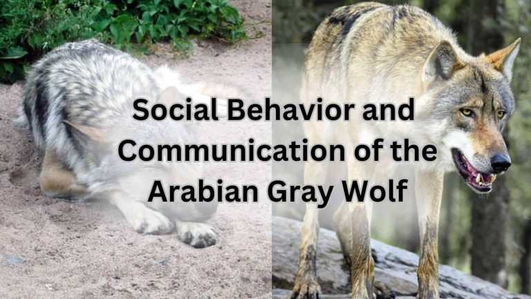Arabian Gray Wolf: Unraveling the Mysteries of the Desert Canid