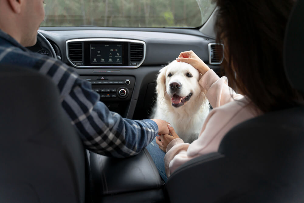 Educating Pet Owners on Responsible Travel Practices