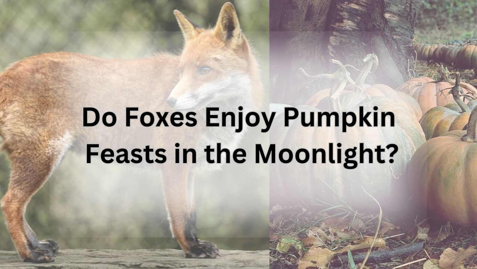 Do Foxes Enjoy Pumpkin Feasts in the Moonlight?