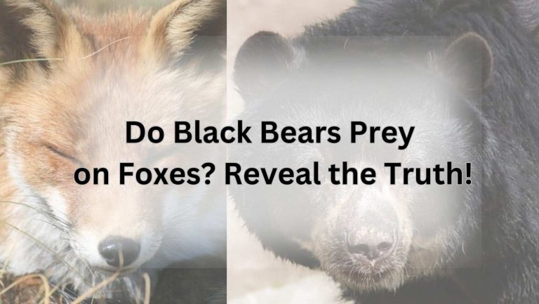 Do Black Bears Prey on Foxes? Reveal the Truth!