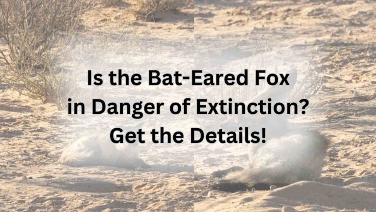 Is the Bat-Eared Fox in Danger of Extinction? Get the Details!