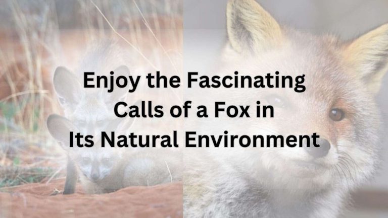 Enjoy the Fascinating Calls of a Fox in Its Natural Environment