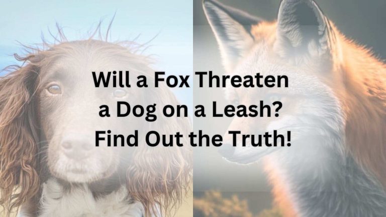 Will a Fox Threaten a Dog on a Leash? Find Out the Truth!