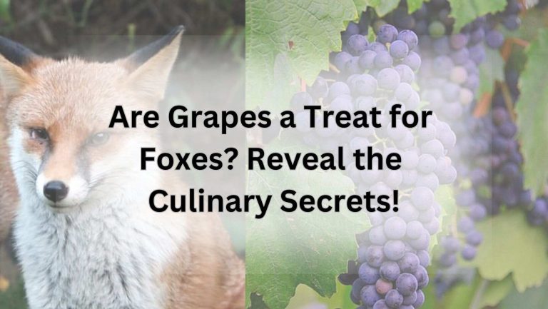 Are Grapes a Treat for Foxes? Reveal the Culinary Secrets!