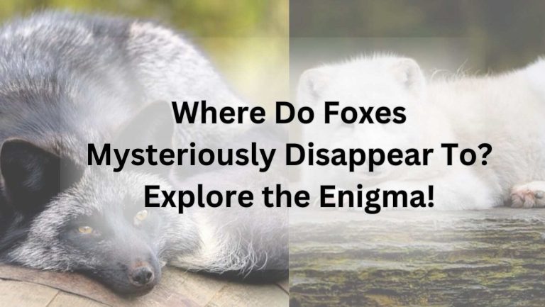 Where Do Foxes Mysteriously Disappear To? Explore the Enigma!