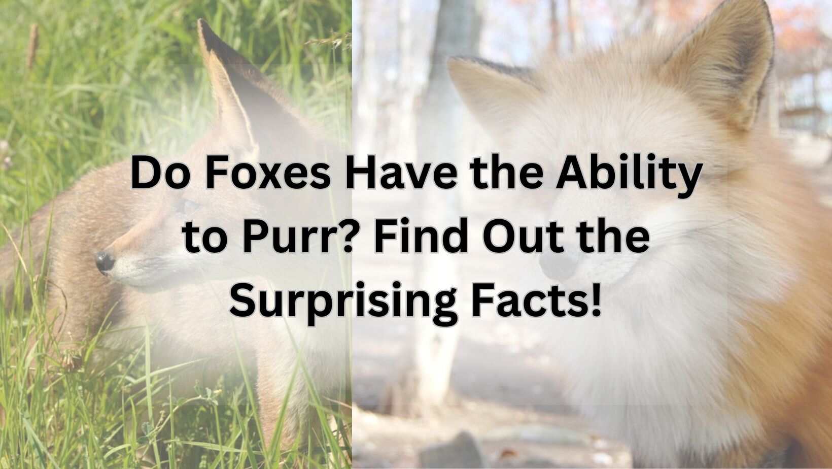 Do Foxes Have the Ability to Purr? Find Out the Surprising Facts!