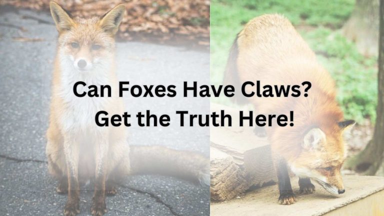 Can Foxes Have Claws? Get the Truth Here!