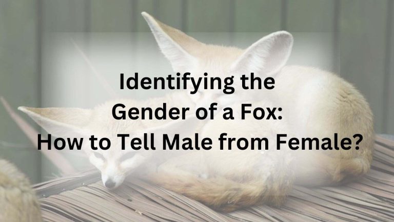 Identifying the Gender of a Fox: How to Tell Male from Female