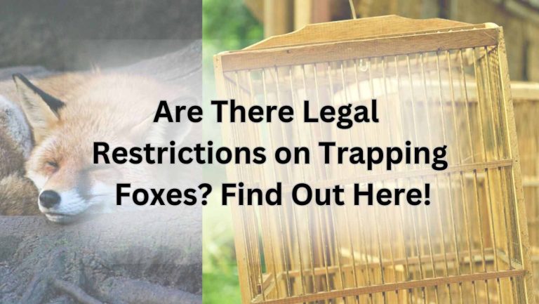 Are There Legal Restrictions on Trapping Foxes? Find Out Here!