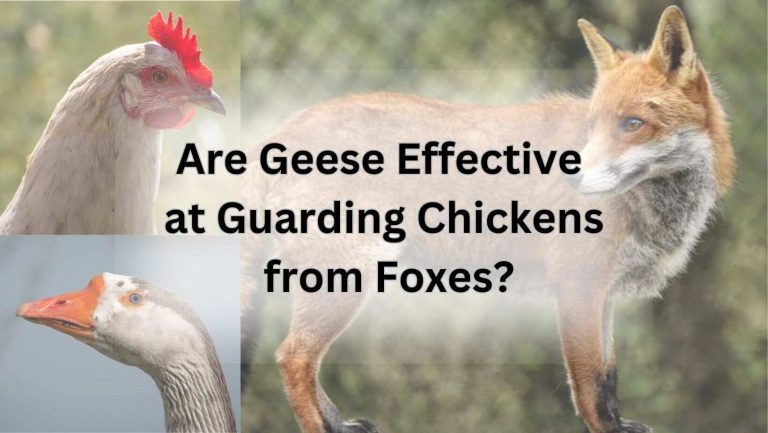 Are Geese Effective at Guarding Chickens from Foxes?