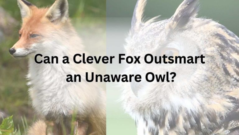 Can a Clever Fox Outsmart an Unaware Owl?