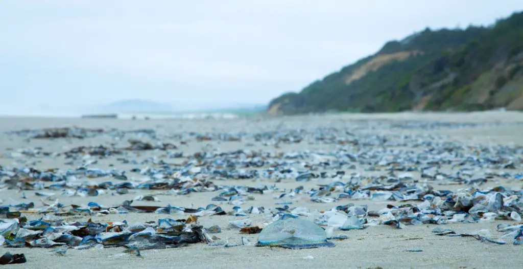 Velella's role in the environment