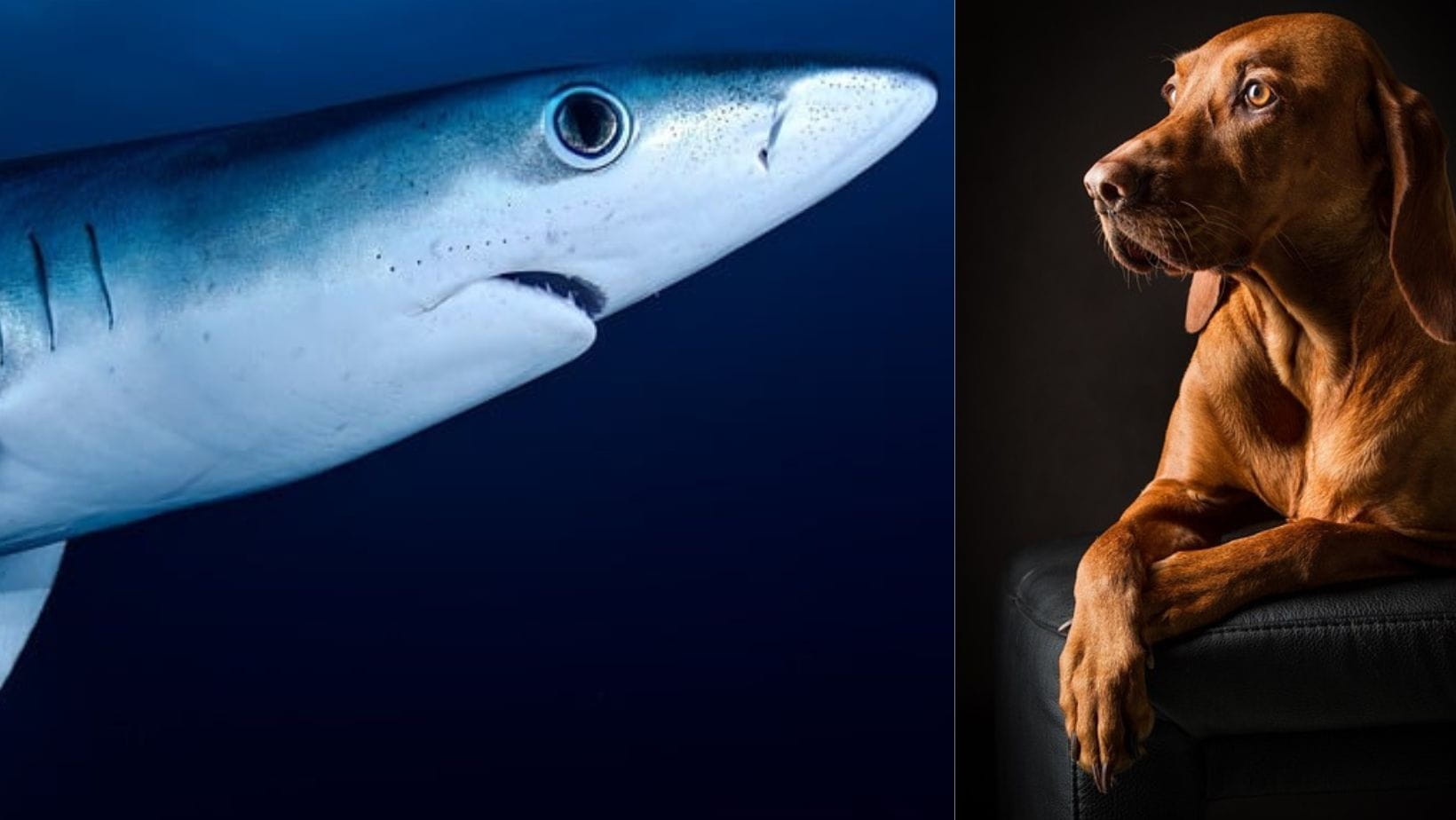 Picture is giving an idea of relation between dogs and Marine life