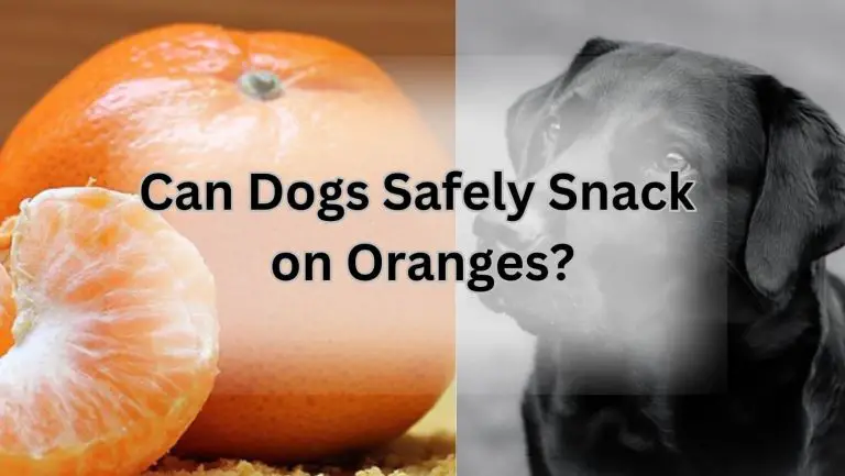 Can Dogs Safely Snack on Oranges? Find Out Now!