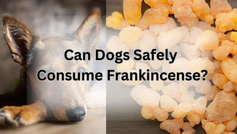 Is Frankincense Safe for Dogs? Unraveling the Canine Mystery!