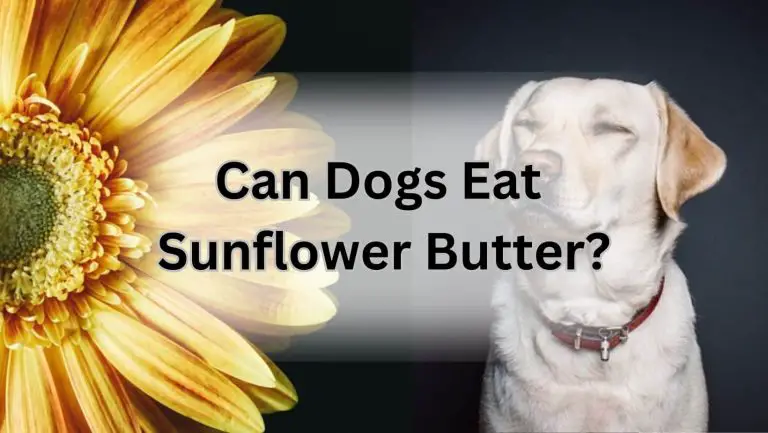 Can Dogs Indulge in Sunflower Butter Delight? Unveiling the Truth!
