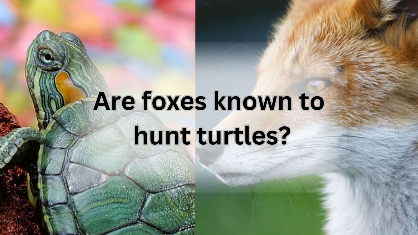 Are foxes known to hunt turtles?