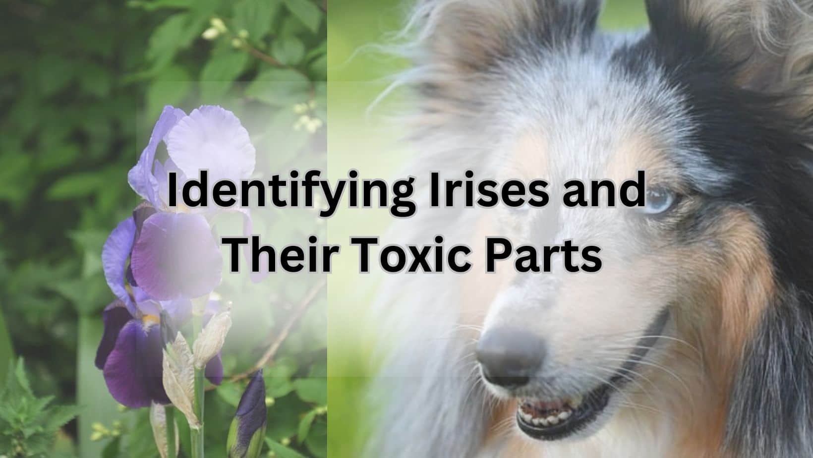 Identifying Irises and Their Toxic Parts