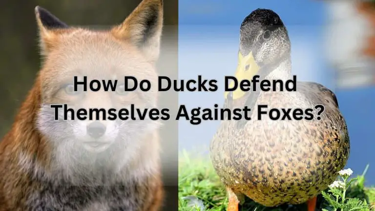 Does a sly fox really hunt for a duck? Uncover the truth!