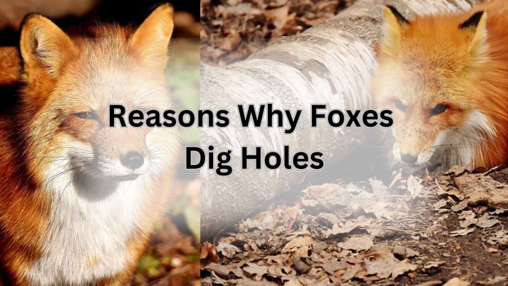Reasons Why Foxes Dig Holes