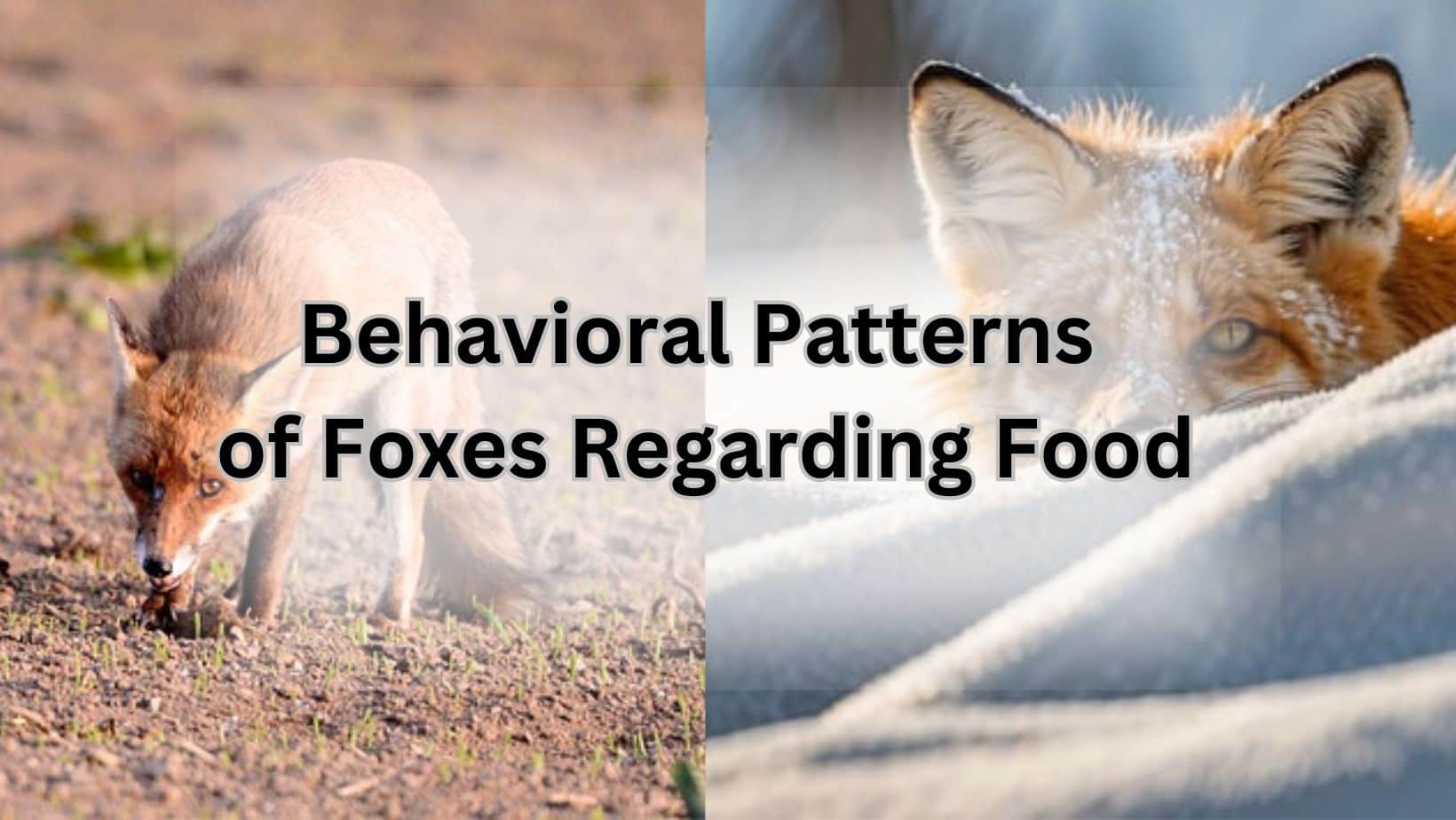 Behavioral Patterns of Foxes Regarding Food