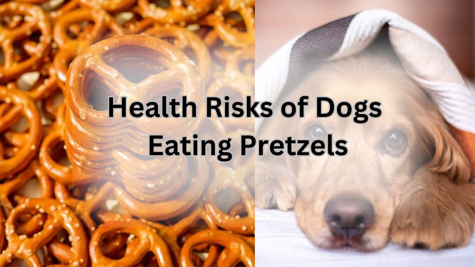 Health Risks of Dogs Eating Pretzels